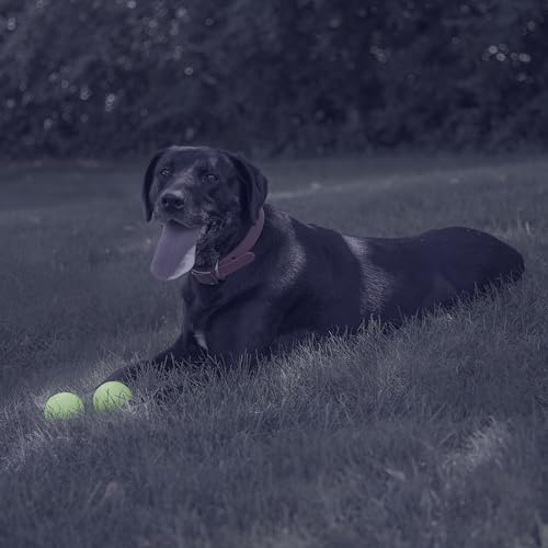 By Mammoth Glow-in-the-Dark Dog Fetch Balls (8-Pack), Lattice Rubber Balls for Night Play, High Bounce Fetch Toys, Rechargeable Under Any Light, Medium 2.5" - view 2