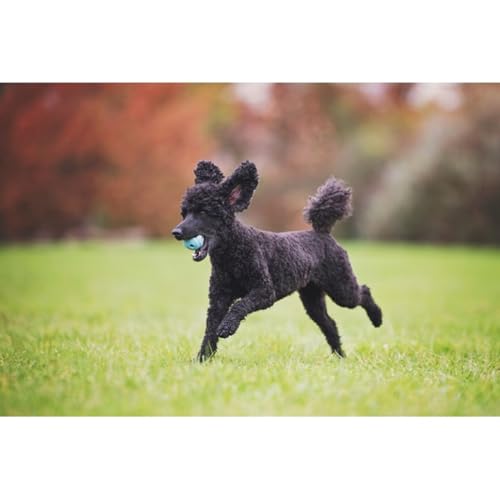 Chuckit! The Whistler Ball Dog Toy, Large 3 Inch, for Dogs 60-100 Pounds - view 5