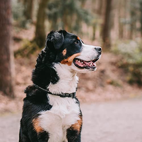 Adjustable Rubberized Reflective Dog Collar for Medium Large Dogs with ClickLock Buckle – Overall Length 16-22 inches (Black) - view 5