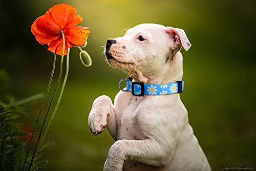 Flower Dog Collar, Adjustable Small Medium Large, Cute Girl Female Summer Spring Pretty Designer Puppy Essentials Accessories, Pink Floral Blue Daisy Rose (Medium, Blue Daisy) - view 6