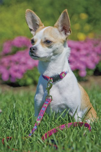 Originals 1/2" Wing It 8-12" Adjustable Collar for Small Dogs - view 2