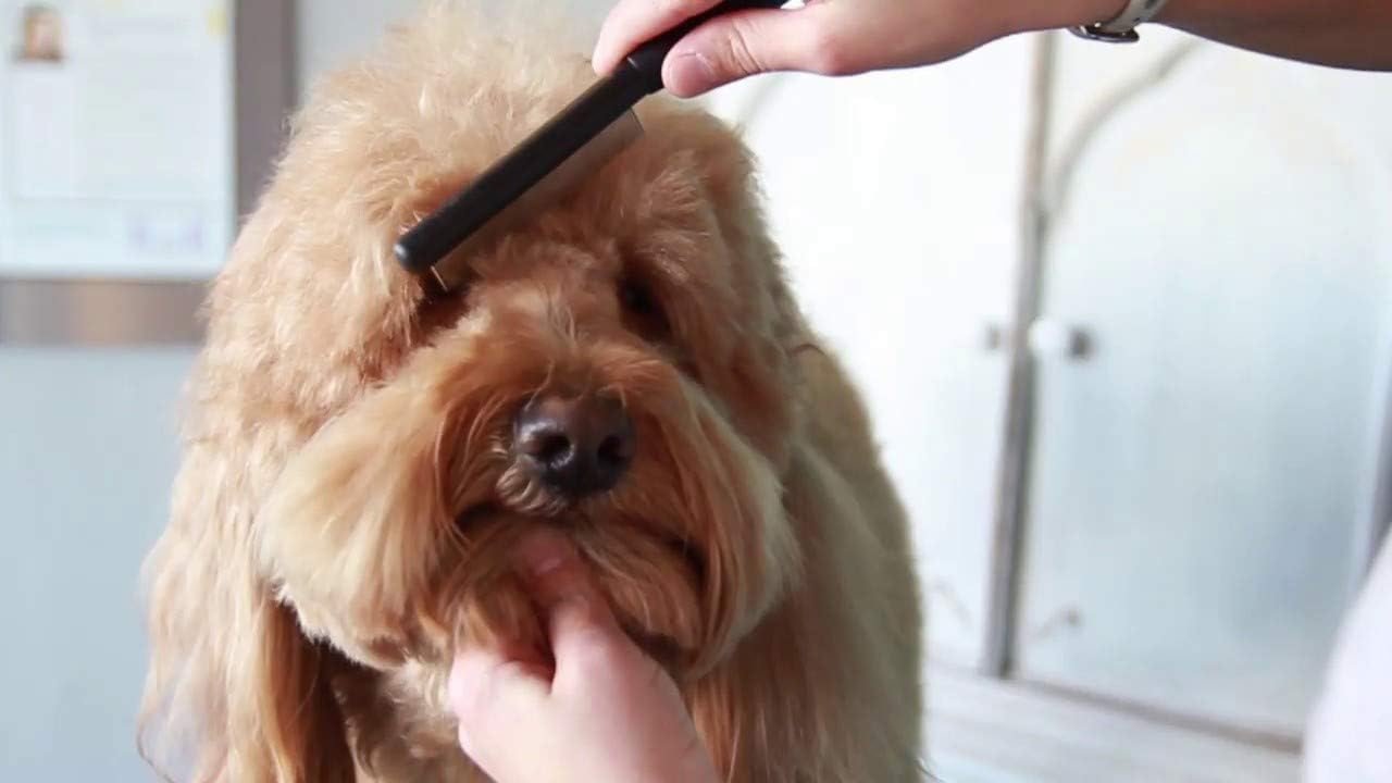 Paw Brothers Flea Comb for Small and Large Dogs and Cats with Handle, Professional Dog Grooming Kit and Supplies, Puppy Essentials, Black and Red, 8.8 Inches - view 3