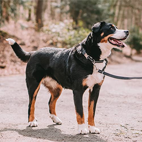 Adjustable Rubberized Reflective Dog Collar for Small Medium Dogs with ClickLock Buckle – Overall Length 12-18 inches (Black) - view 4
