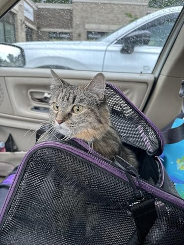 Soft Pet Carrier for Large and Medium Cats, 2 Kitties, Small Dogs. Easy to Get Cat in, Great for Cats that Don't Like Carriers (Black) - view 6