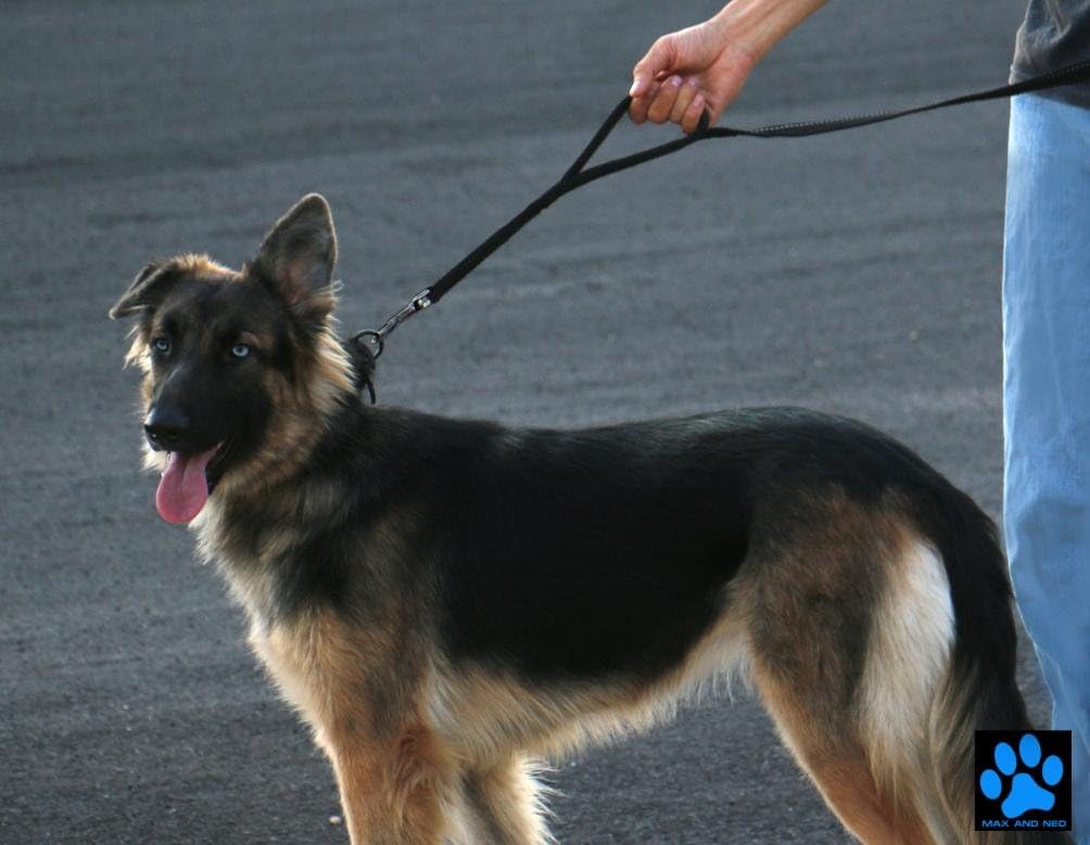 Double Handle Traffic Dog Leash - Reflective, Donates to Dog Rescue (Black, 6 FT) - view 3
