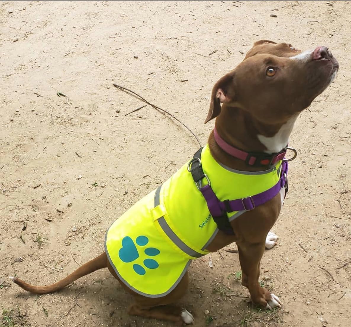 Reflective dog vest, hi vis safety gear for low-light morning & night walks | dog safety vest brings peace of mind. Waterproof, fluorescent visibility jacket protects your pet on trails & near traffic - view 7