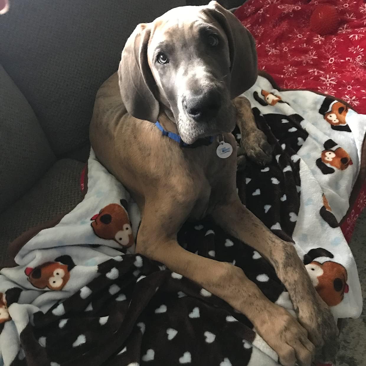 Blanket for pets - cozy dog blanket for small dogs - machine washable dog blanket in blue - view 5