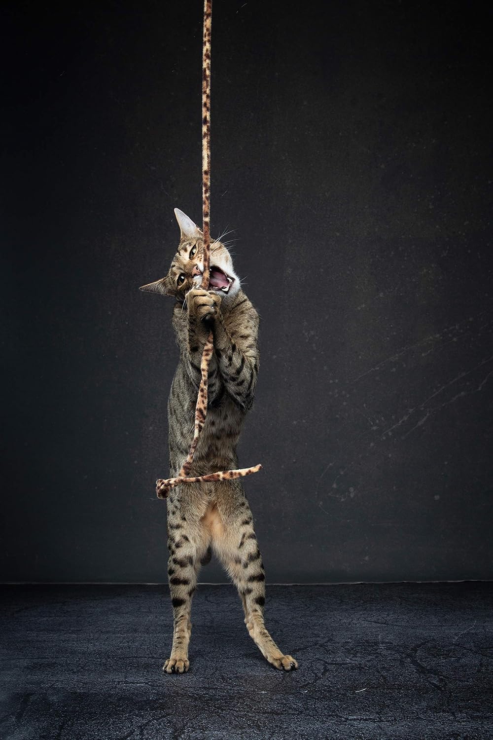Jungle Cat Wand (Pack of 2), Charmer Interactive Cat Toy, Safe Teaser Wand for Indoor Cats & Kittens, Flexible Exercise Toy Made of Multicolor Fabric Ribbon, For Medium Breeds - view 5