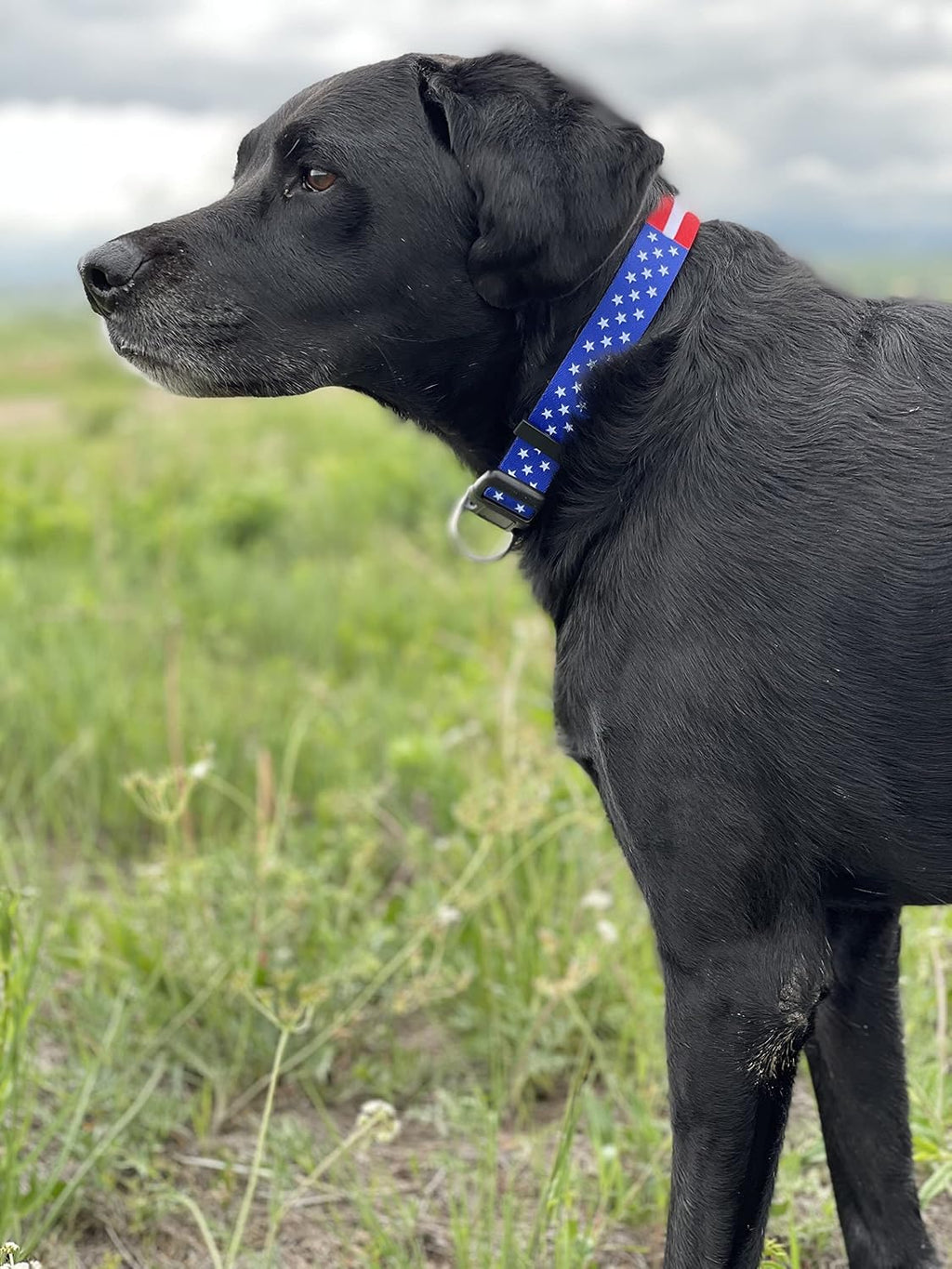 American Flag Dog Collar- Red White and Blue- Patriotic Collars for 4th of July, USA- Adjustable Small, Medium, Large Breed Dogs (Large, Flag I) - view 6