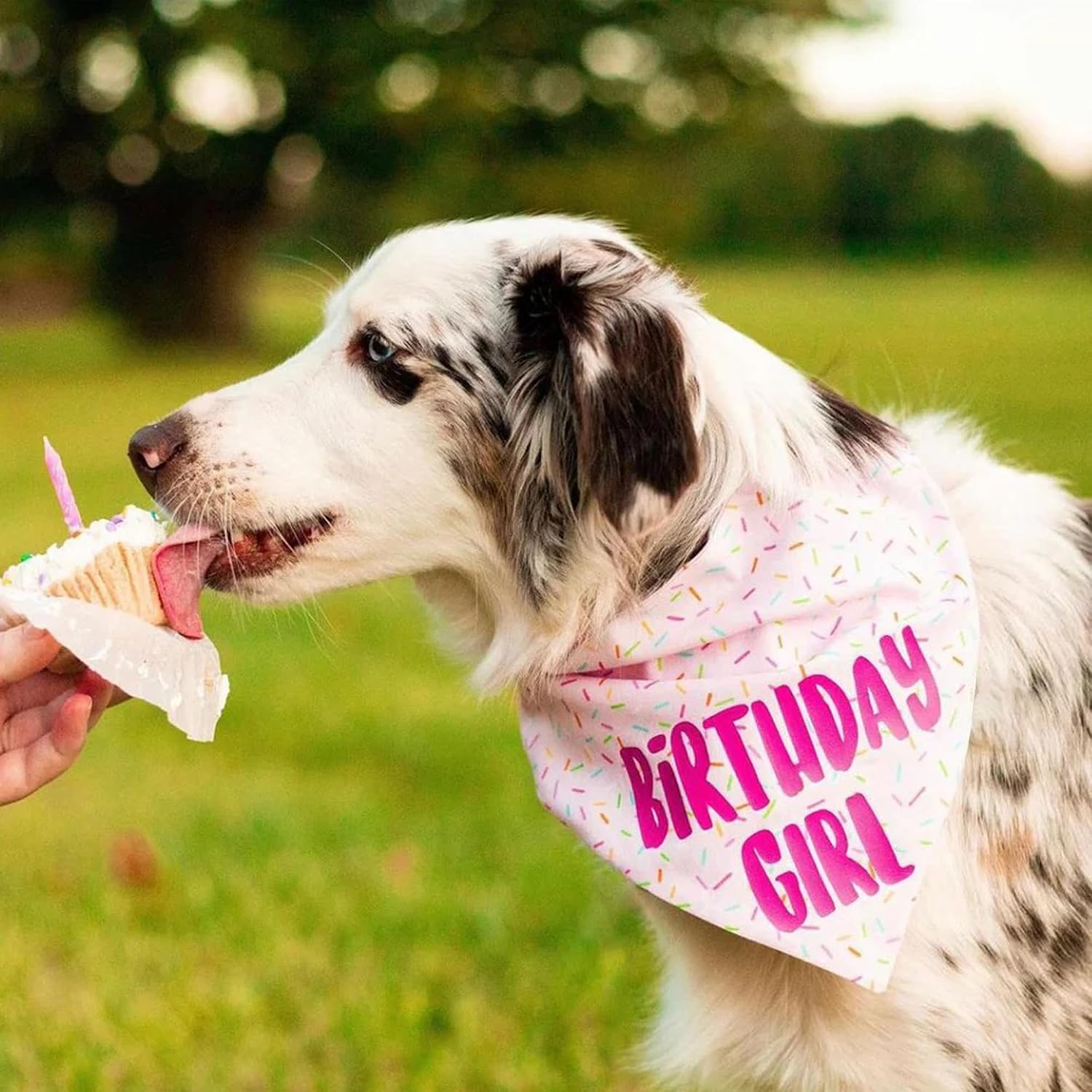 Birthday Girl Dog Bandanas 1 Pack, Pink Dog Scarfs for Girl, HBD Pet Scarves for Birthday Party Decoration for Large and Extra Large Dogs (Pink, X-Large) - view 3
