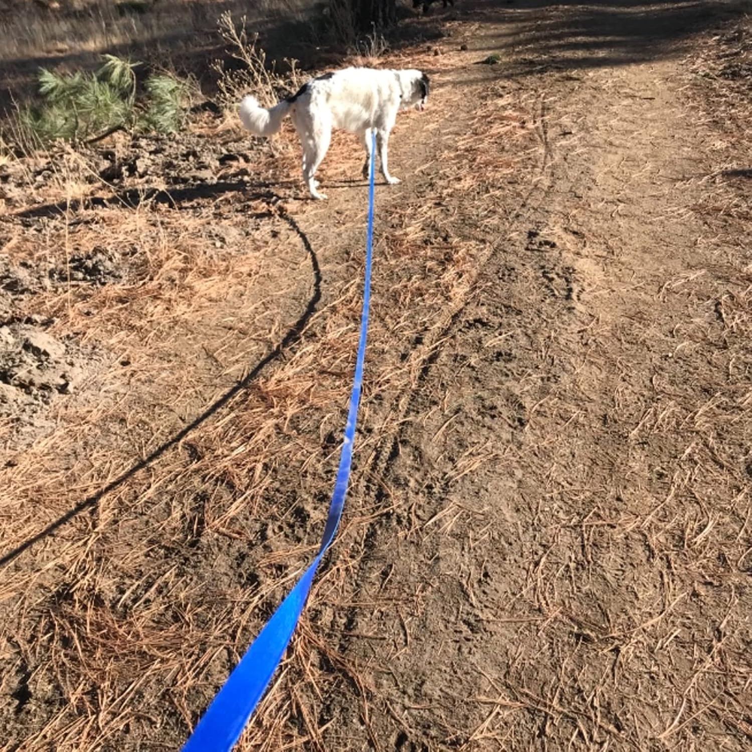 Waterproof long leash durable dog recall training lead great for outdoor hiking, training, yard, beach and swimming (blue, 30ft) - view 6