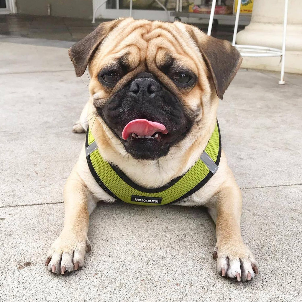 Voyager Step-in Air All Weather Mesh Harness and Reflective Dog 5ft Leash Combo with Neoprene Handle, for Small, Medium and Large Breed Puppies - Lime/Black Trim, Small - view 8