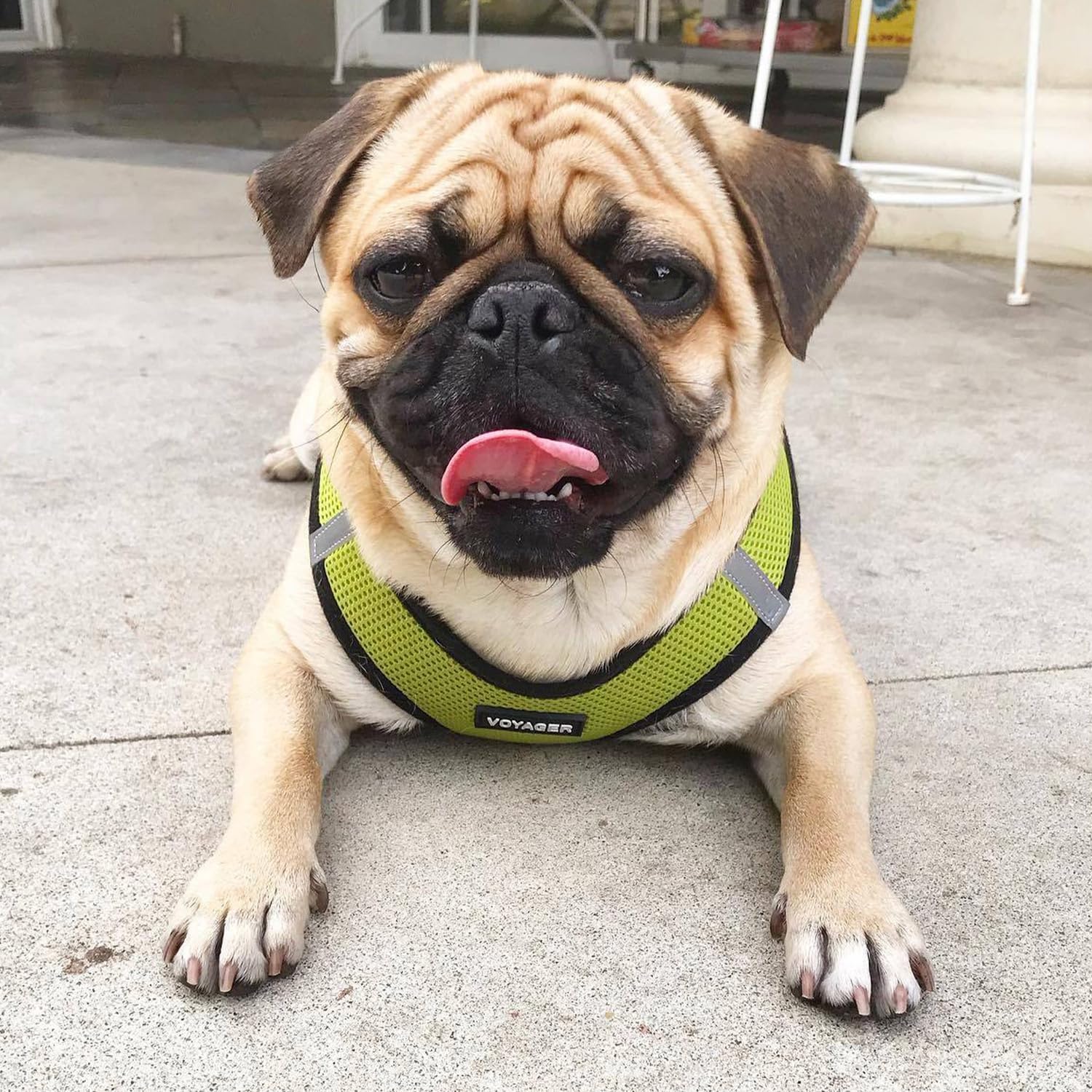 Voyager Step-in Air All Weather Mesh Harness and Reflective Dog 5ft Leash Combo with Neoprene Handle, for Small, Medium and Large Breed Puppies - Lime/Black Trim, Small - view 8