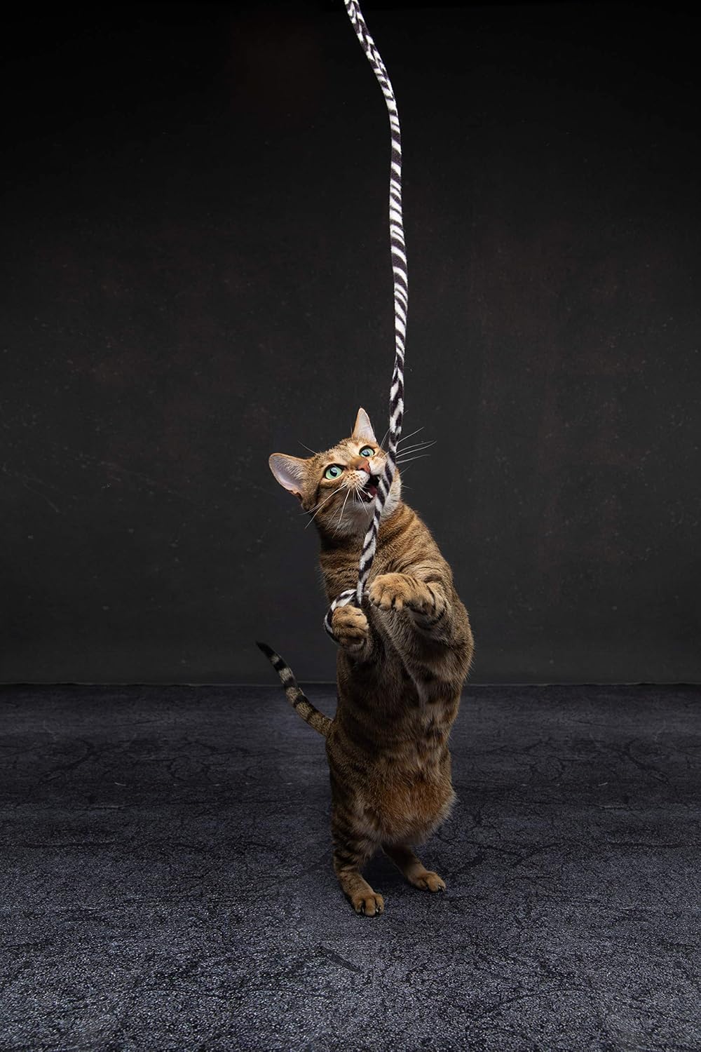 Jungle Cat Wand (Pack of 2), Charmer Interactive Cat Toy, Safe Teaser Wand for Indoor Cats & Kittens, Flexible Exercise Toy Made of Multicolor Fabric Ribbon, For Medium Breeds - view 2