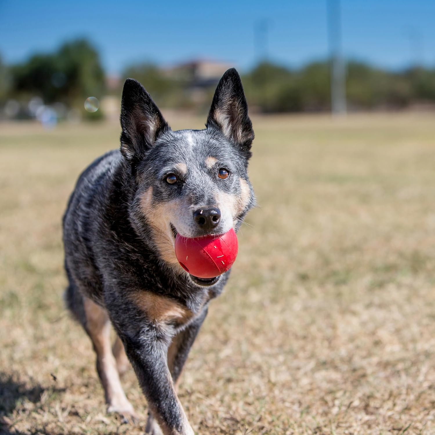 Ball with Hole, Natural Rubber Fetch Toy, Red, for Large/Medium Dogs | Durable Natural Rubber Fetch Ball with a Hole, Great for Training & Interactive Playtime with Your Dog - view 5