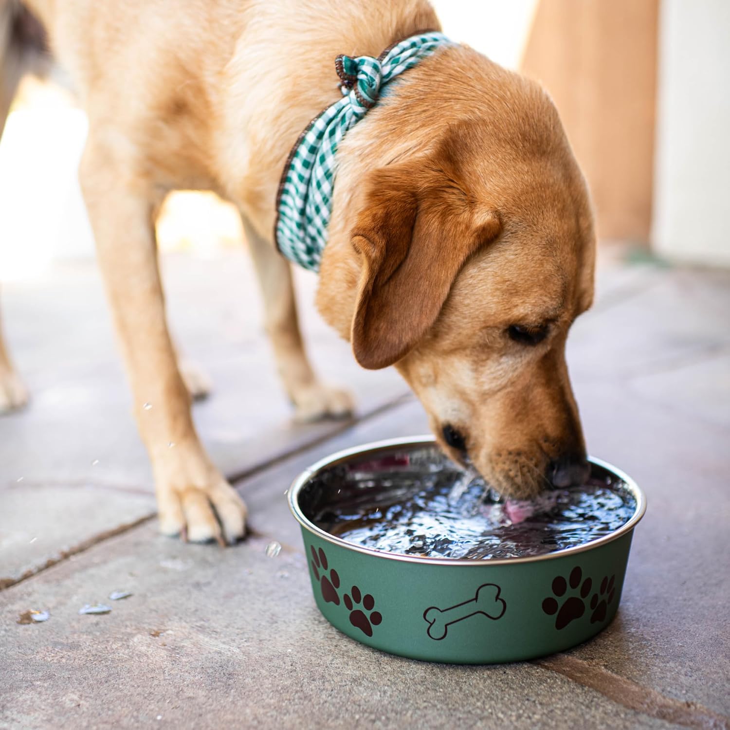 Bella Dog Bowls- Stainless Steel Dog & Cat Bowls - Spill Proof Dog Food Bowl, Cat Bowl, Puppy Essentials & Pet Supplies Great for Home & Travel (Small 10-20 lbs, Artichoke) - view 5