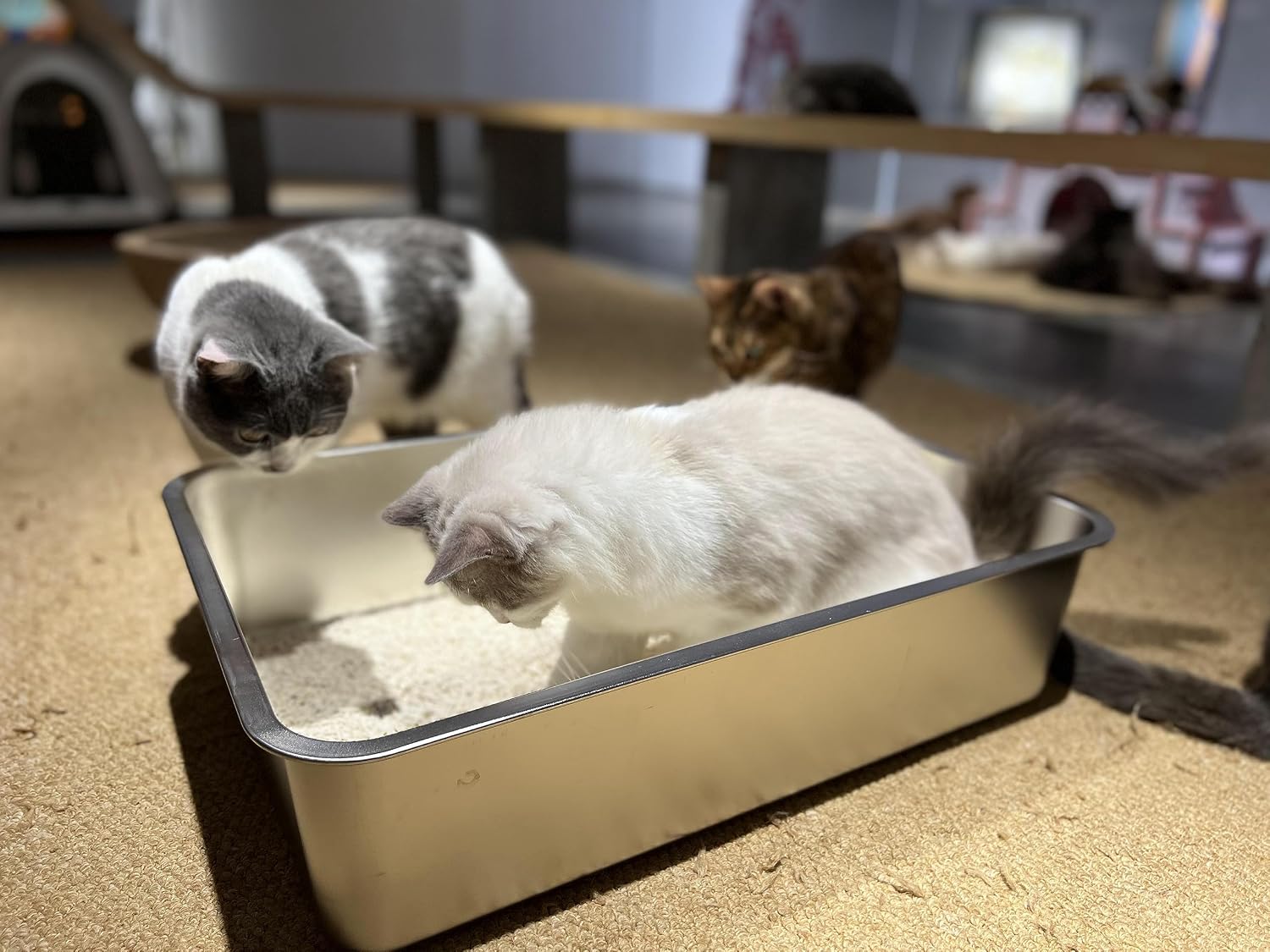 Stainless steel cat litter box, large metal litter box 23.5" lx15.5 wx6 h | never absorbs odors, stain free, rustproof, non stick smooth surface, anti-slip rubber bottom - view 5