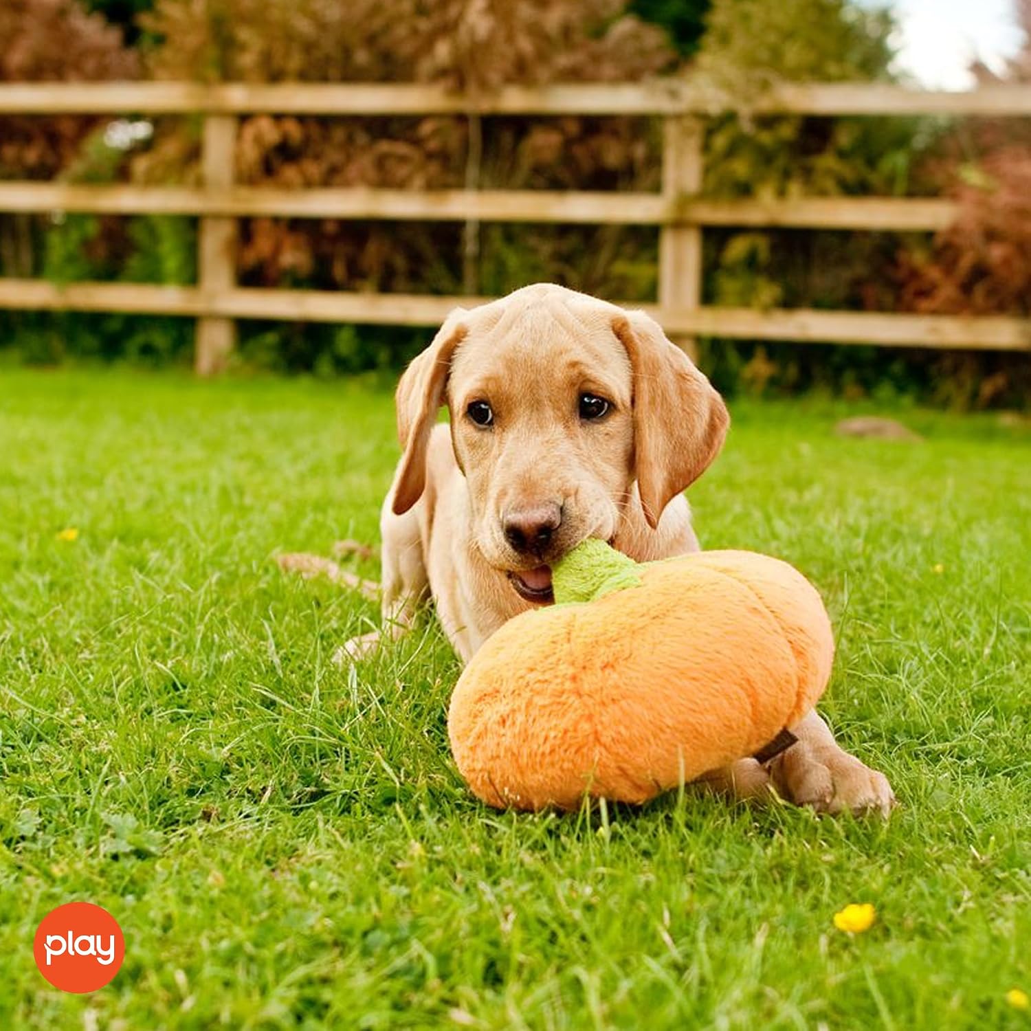 Cute plush dog toys - fruit & vegetable themed durable squeaker chew toy, great for puppies & small, medium, large dogs - machine washable, recycled materials (garden fresh pumpkin, medium) - view 6