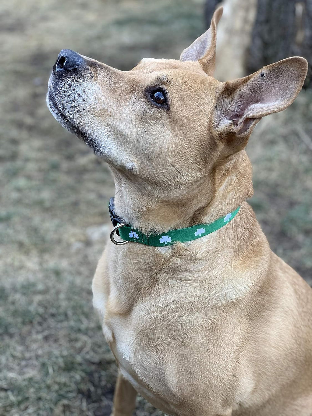 St Patricks Dog Collar- Saint Patrick Green Shamrock Pet Collars- St. Patrick’s Lucky Irish- Cute Boy Girl Puppy Gift- Adjustable for Small, Medium, Large Breeds (Shamrock, Small) - view 6
