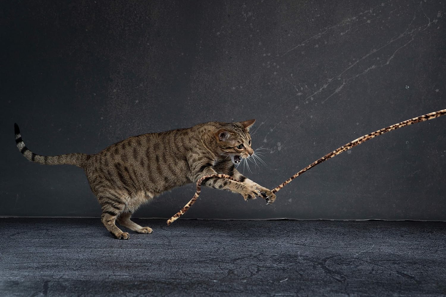 Jungle Cat Wand (Pack of 2), Charmer Interactive Cat Toy, Safe Teaser Wand for Indoor Cats & Kittens, Flexible Exercise Toy Made of Multicolor Fabric Ribbon, For Medium Breeds - view 3