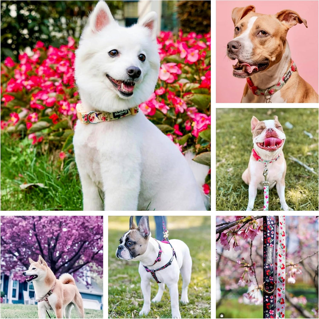 Essentials Spring Scent Inspired Garden Floral Adjustable Dog Collar in Baby Pink, Large, Neck 18"-26" - view 7